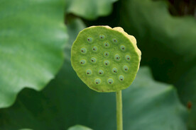 莲蓬莲子