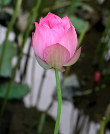 荷花花苞花蕾
