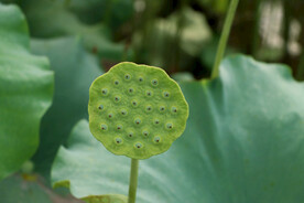 莲蓬莲子