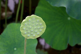 莲蓬莲子