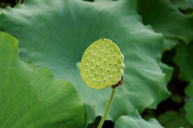 莲蓬莲子