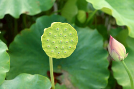 莲蓬莲子