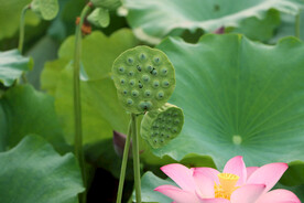 莲蓬莲子