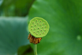 莲蓬莲子