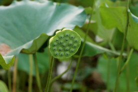 莲蓬莲子