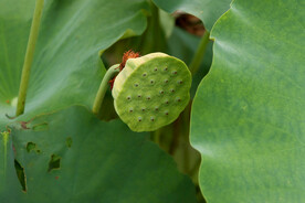 莲蓬莲子