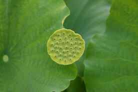 莲蓬莲子