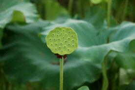莲蓬莲子