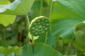 莲蓬莲子