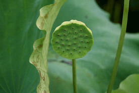 莲蓬莲子