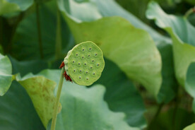 莲蓬莲子