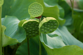 莲蓬莲子