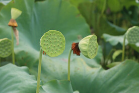 莲蓬莲子