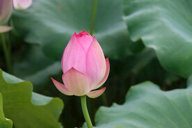 荷花花苞花蕾