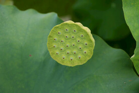 莲蓬莲子
