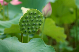 莲蓬莲子