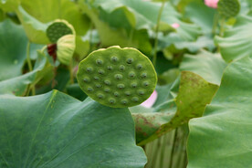 莲蓬莲子