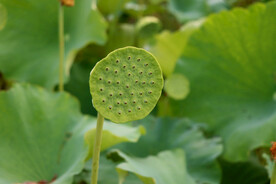 莲蓬莲子