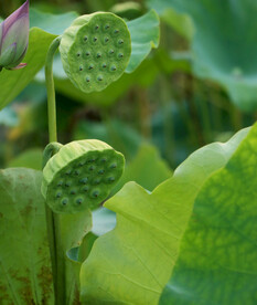 莲蓬莲子