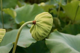 莲蓬莲子