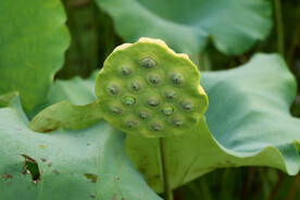 莲蓬莲子
