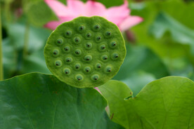 莲蓬莲子