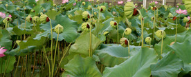 莲蓬莲子