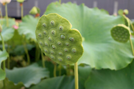 莲蓬莲子