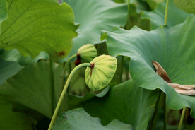 莲蓬莲子