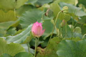 荷花花苞花蕾