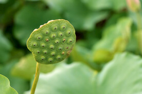 莲蓬莲子