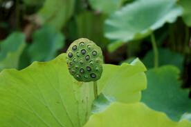 莲蓬莲子