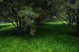 公园风景