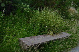 园林花草 