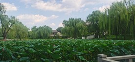 公园风景