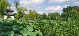 公园风景 
