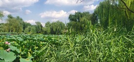 公园风景 