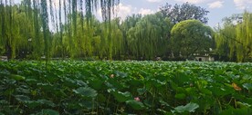 公园风景 