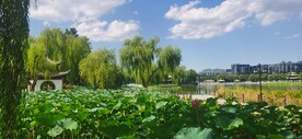 公园风景 