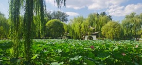 公园风景