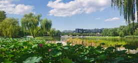 公园风景