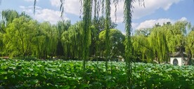 公园风景 