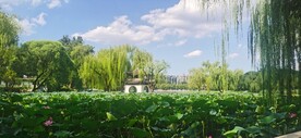 公园风景 