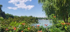 公园风景 