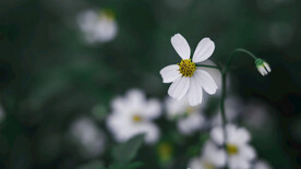 绽放的花朵 