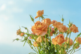 鲜花