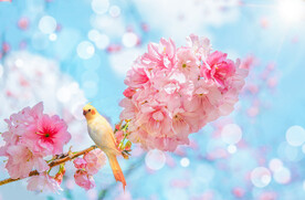 春天樱花