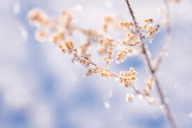 梦幻雪花植物