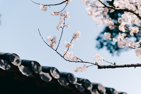 樱花屋檐