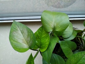 植物图片